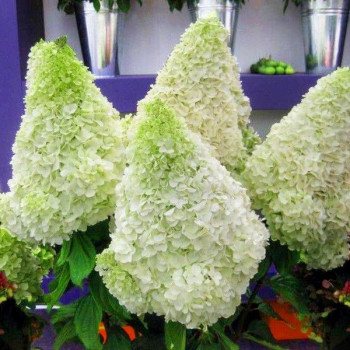 Hortensja Polar Bear cena