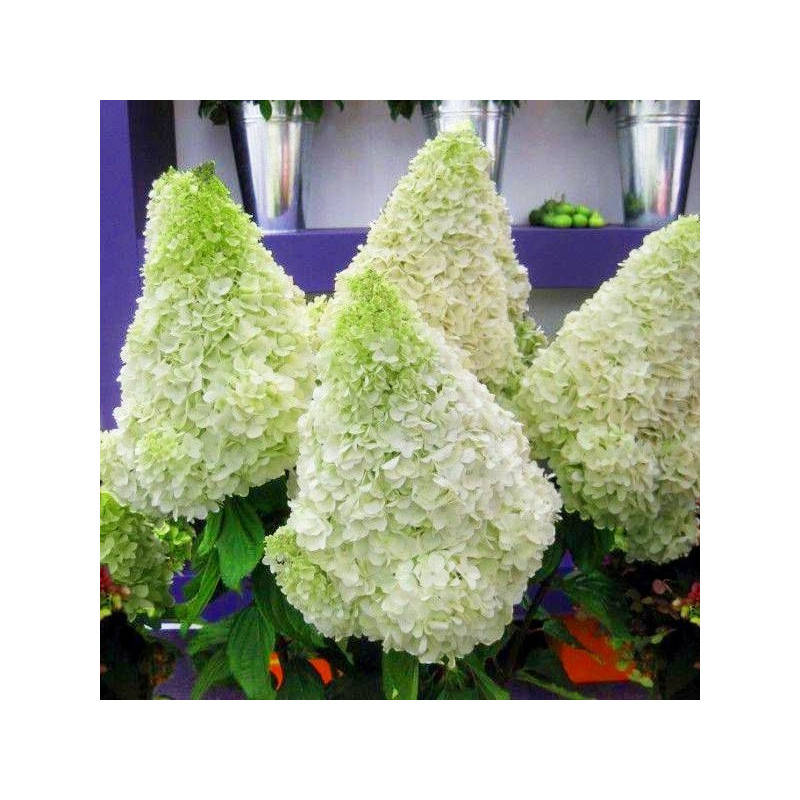 Hortensja Polar Bear cena