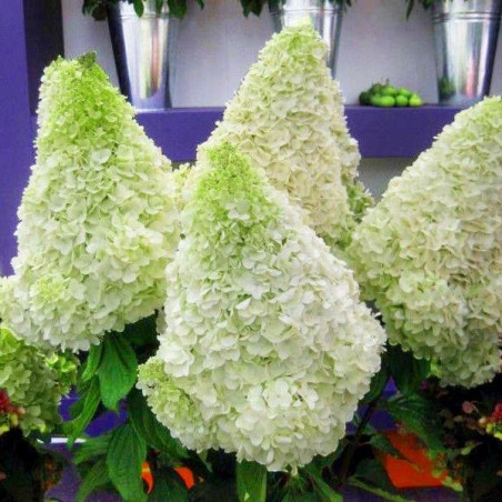 Hortensja Polar Bear cena