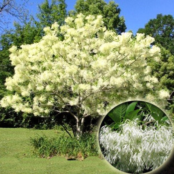 Śniegowiec Wirginisjki