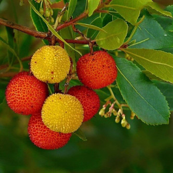 Arbutus - Drzewko truskawkowe