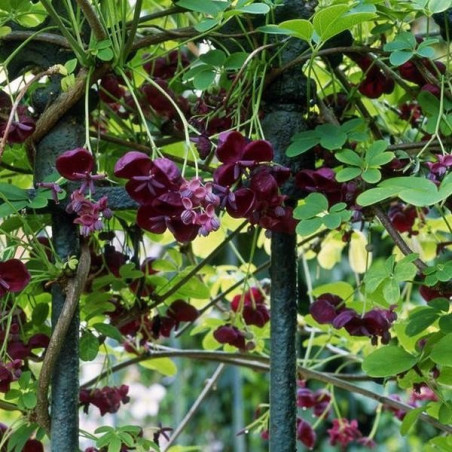 Akebia pięciolistkowa cena