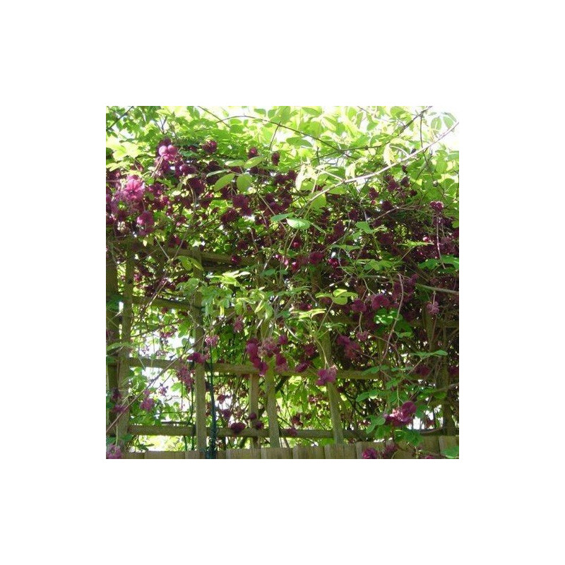 Akebia sklep internetowy