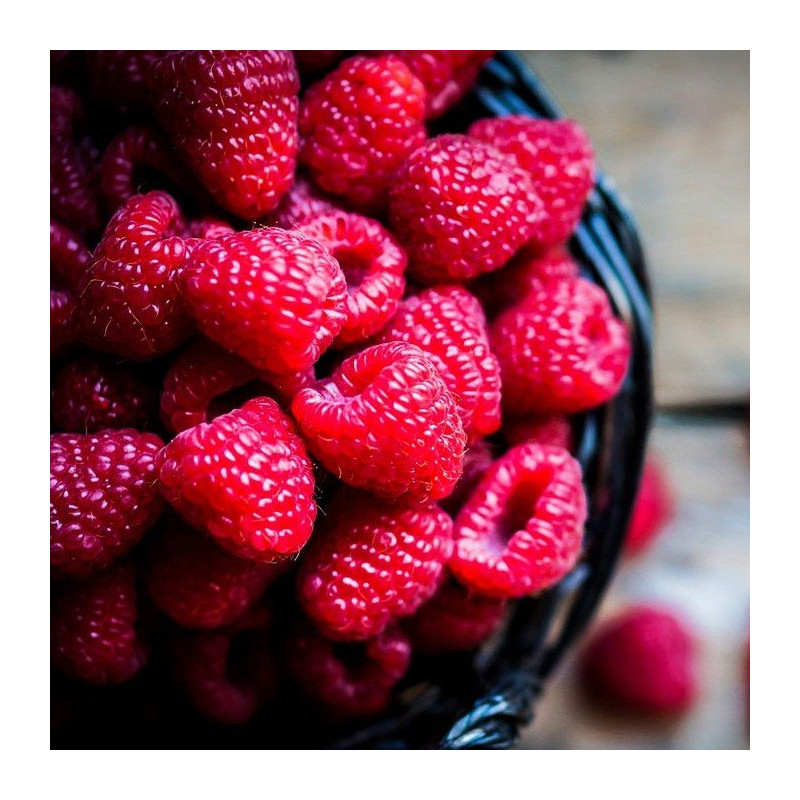 Malinojeżyna  "Tayberry"