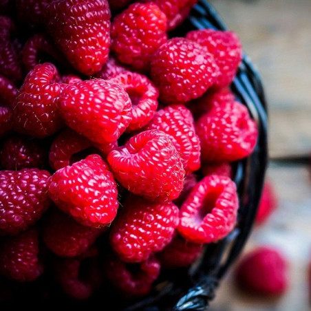 Malinojeżyna  "Tayberry"