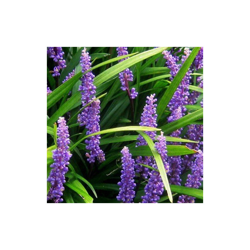 Liriope szafirkowe sadzonka