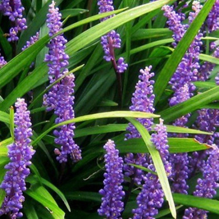 Liriope szafirkowe sadzonka
