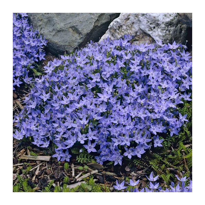 Dzwonek gargański sklep