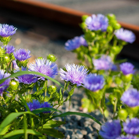 Stokezja niebieska cena