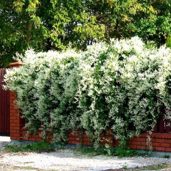 najszybciej rosnące pnącze