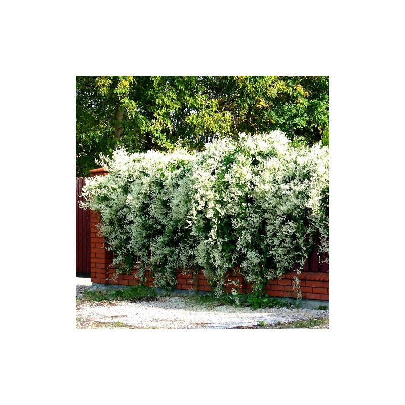 najszybciej rosnące pnącze