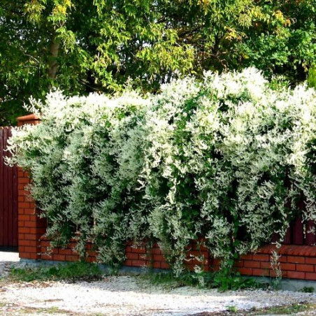 najszybciej rosnące pnącze