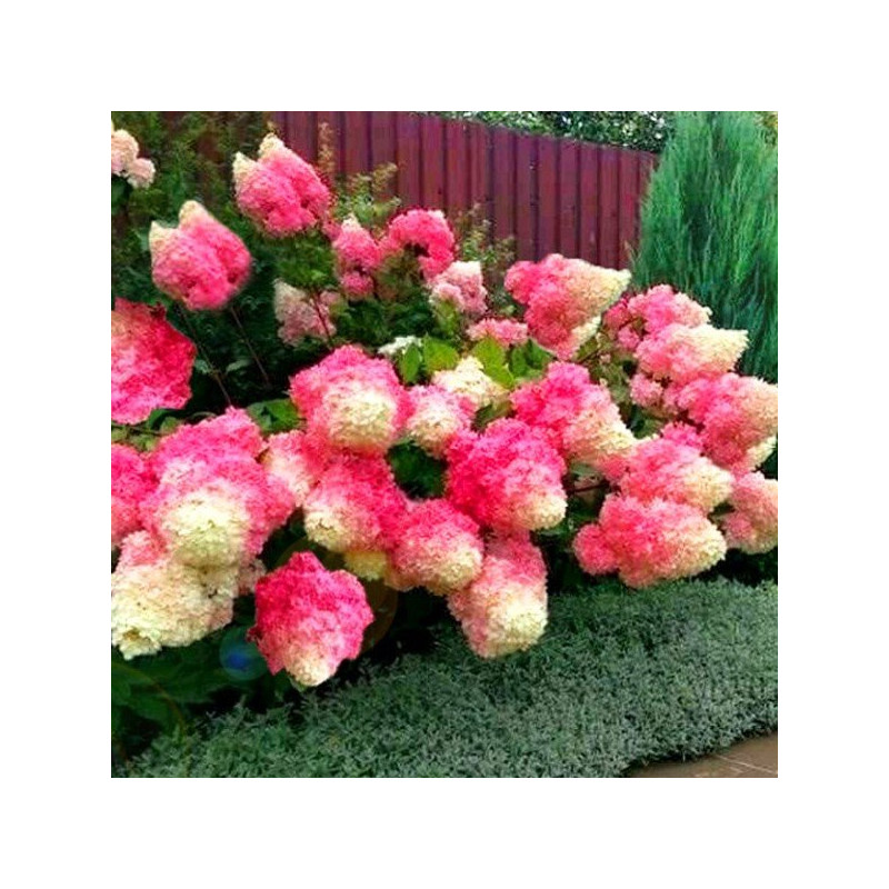 hortensja renhy sadzonki