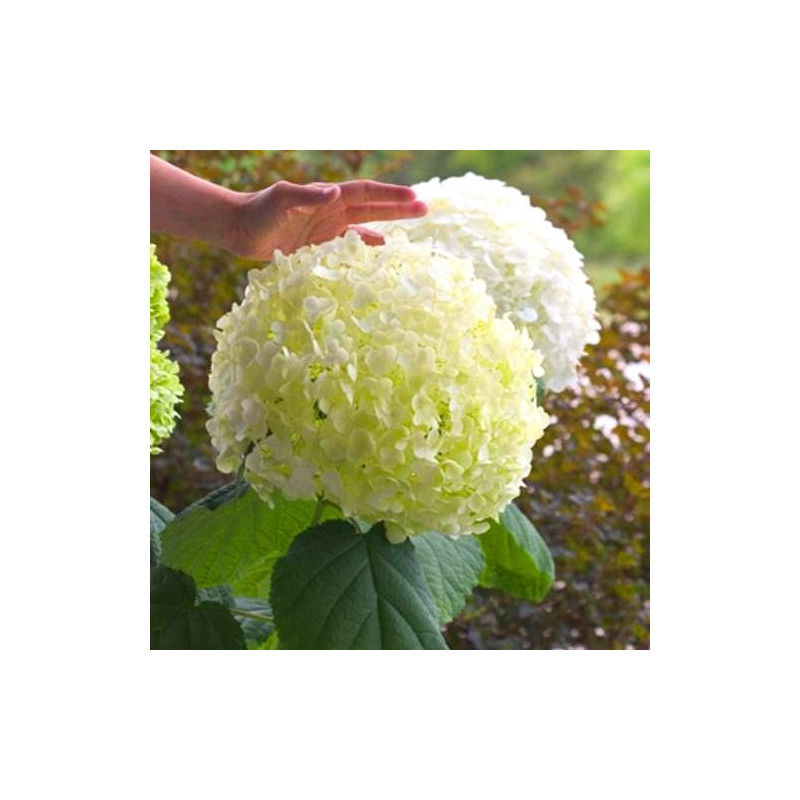 hortensja krzewiasta annabelle sadzonki