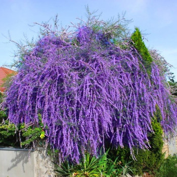 Budleja skrętolistna 'Alternifolia'