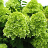 Hortensja bukietowa limelight
