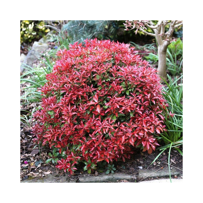 Pieris japoński Mountain Fire