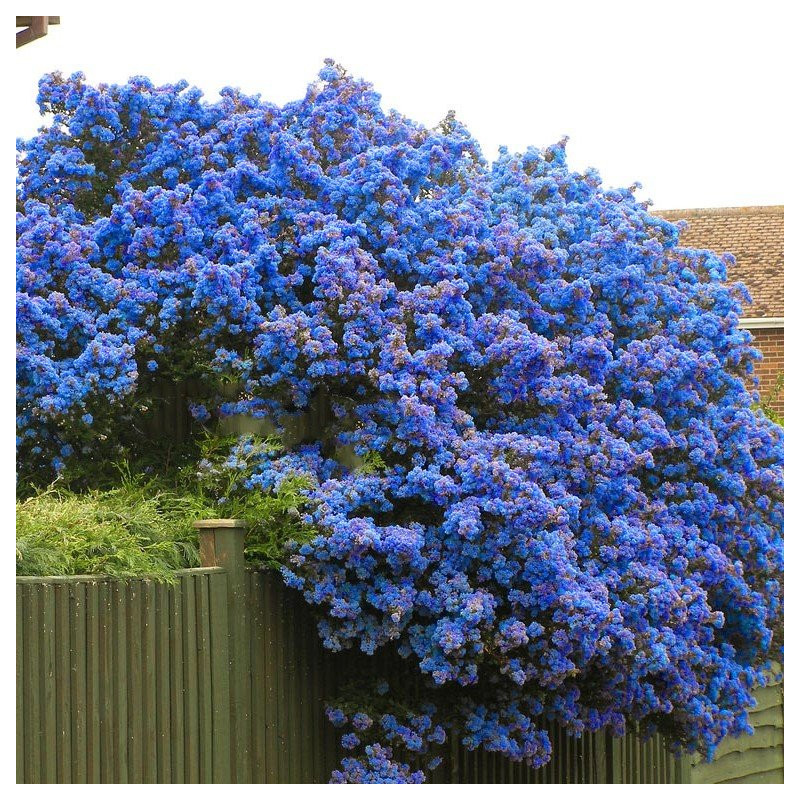 Prusznik Victoria sadzonki