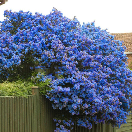 Prusznik Victoria sadzonki