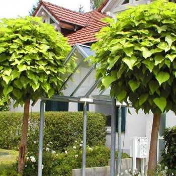 Surmia Katalpa (Sadzonka 40-60 CM)