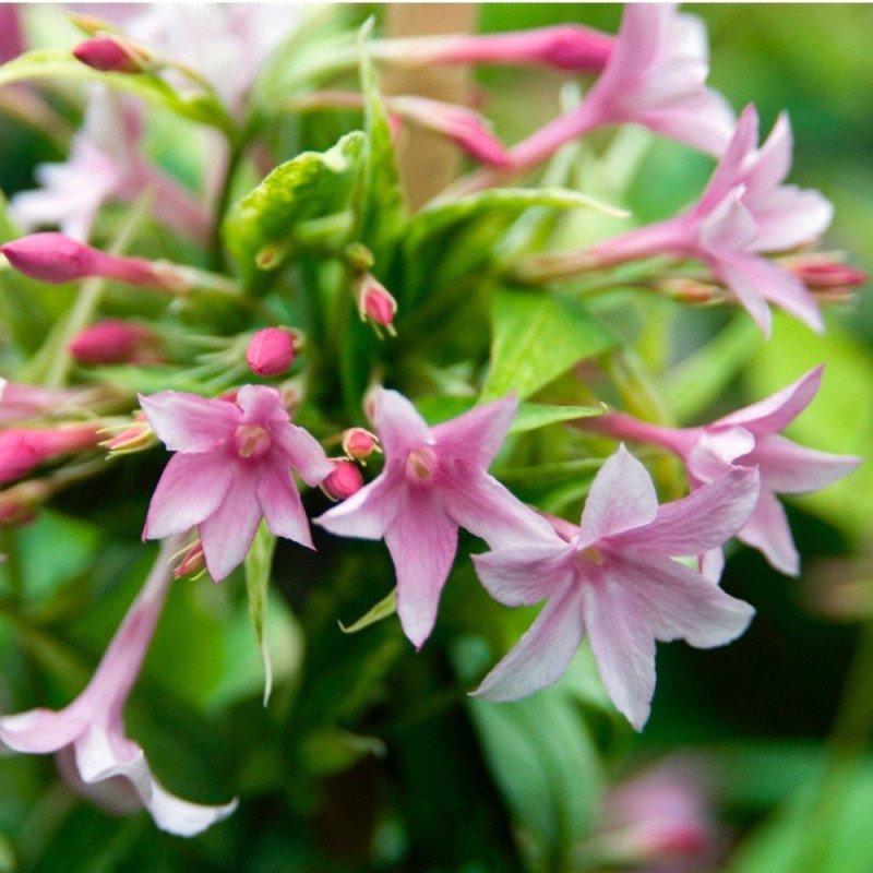Jaśmin Stefana cena