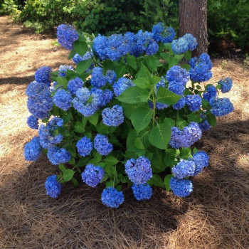 Hortensja ogrodowa "Mini Penny"