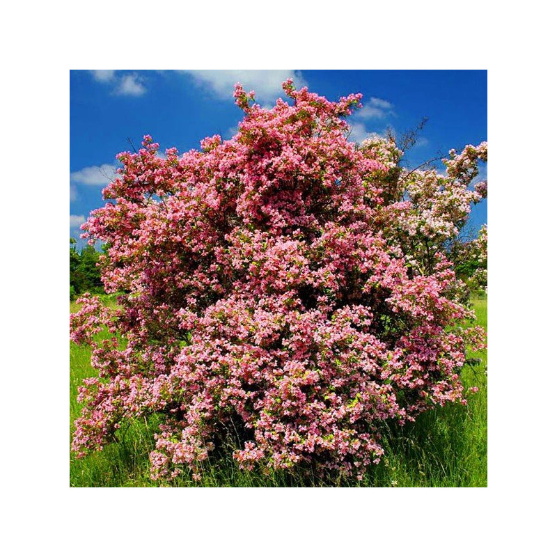 Kolkwicja Pink Cloud