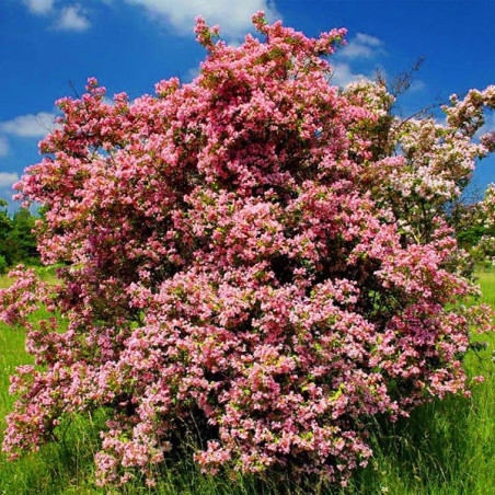 Kolkwicja Pink Cloud