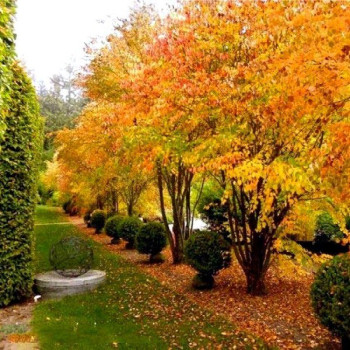 Grujecznik japoński