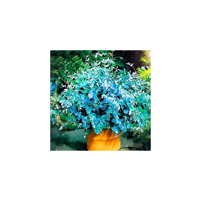 Eukaliptus mrozoodporny