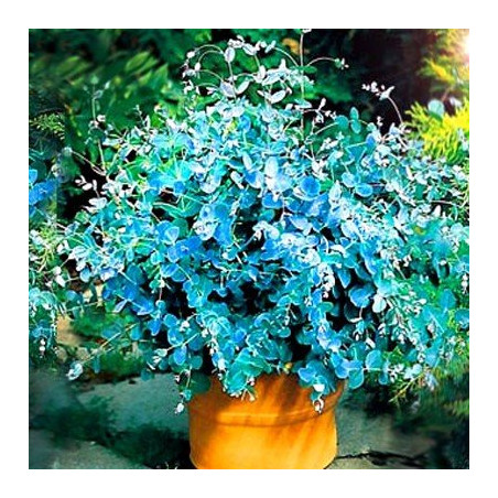 Eukaliptus mrozoodporny