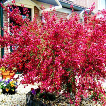 Żarnowiec "Hollandia" / sadzonka 2-letnia