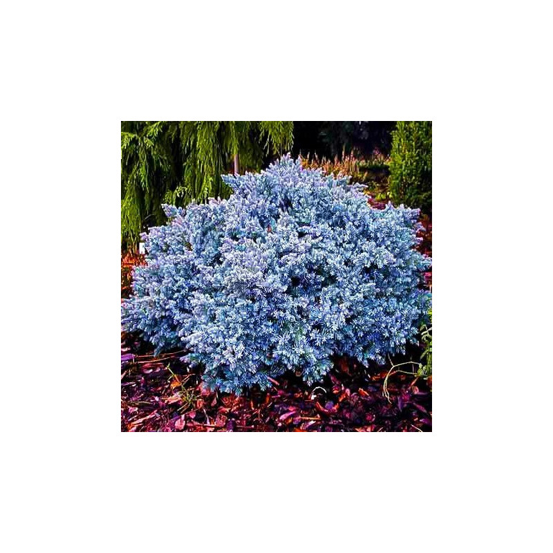 Jałowiec łuskowaty blue star