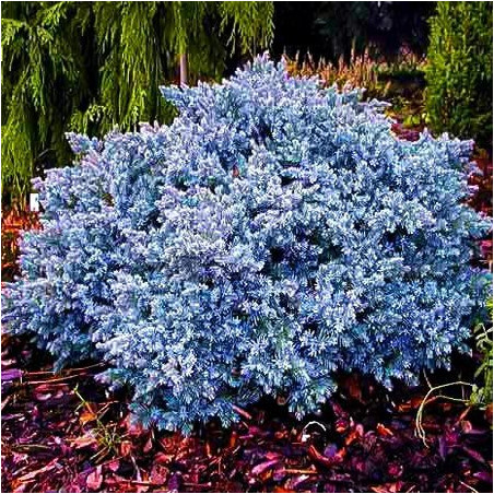 Jałowiec łuskowaty blue star