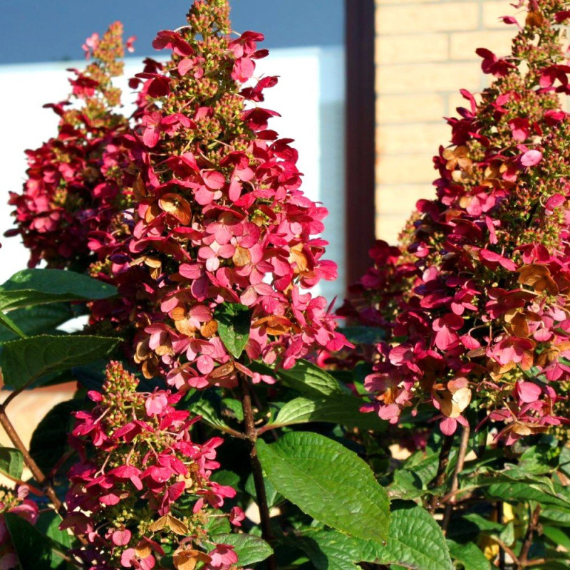 Hortensja bukietowa Wim's Red sadzonka