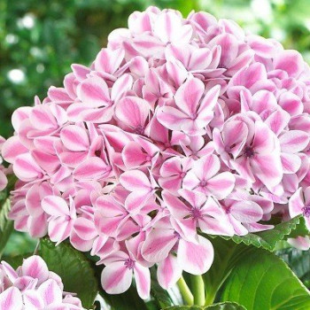 Hortensja ogrodowa "PEPPERMINT" - Sadzonka 3-letnia