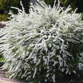 Tawuła szara Grefsheim