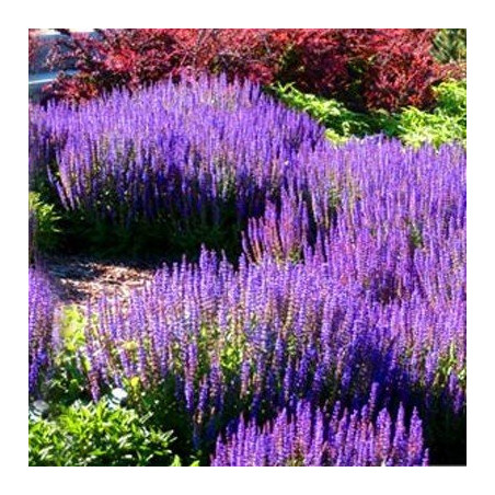 Szałwia omszona Merleau Blue