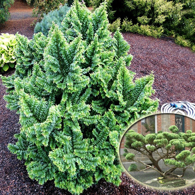 Wiąz polny Jacqueline Hillier