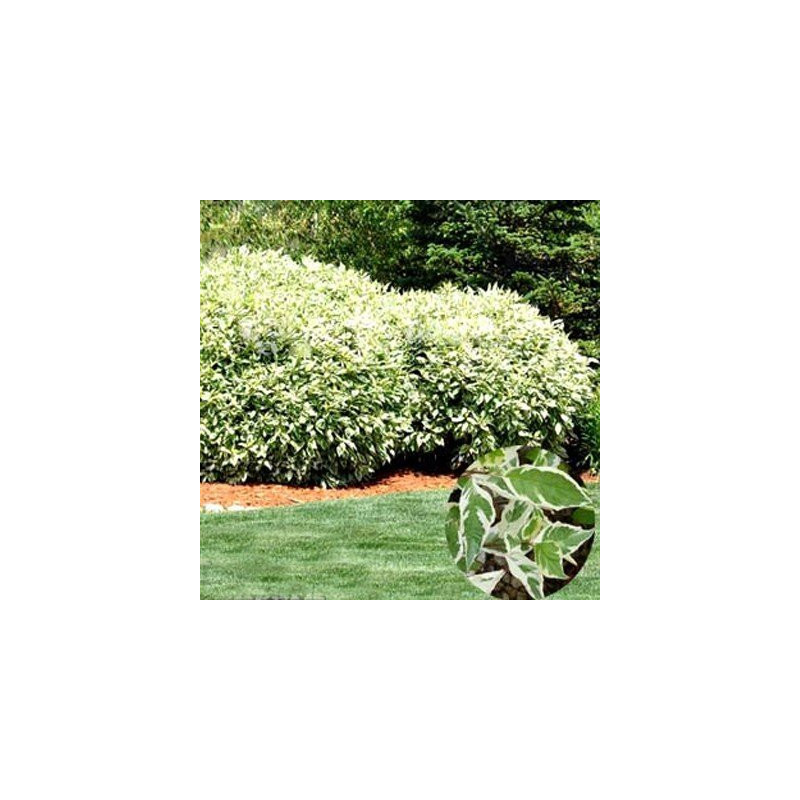 Dereń elegantissima sadzonki