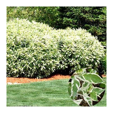 Dereń elegantissima sadzonki