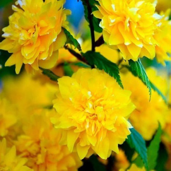 Złotlin Japoński 'Pleniflora'