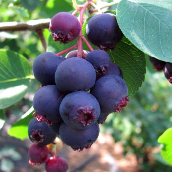 Świdośliwa Lamarcka - Sadzonka 60-80 cm