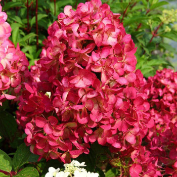 Hortensja bukietowa 'Diamant Rouge' - Sadzonka 3-letnia