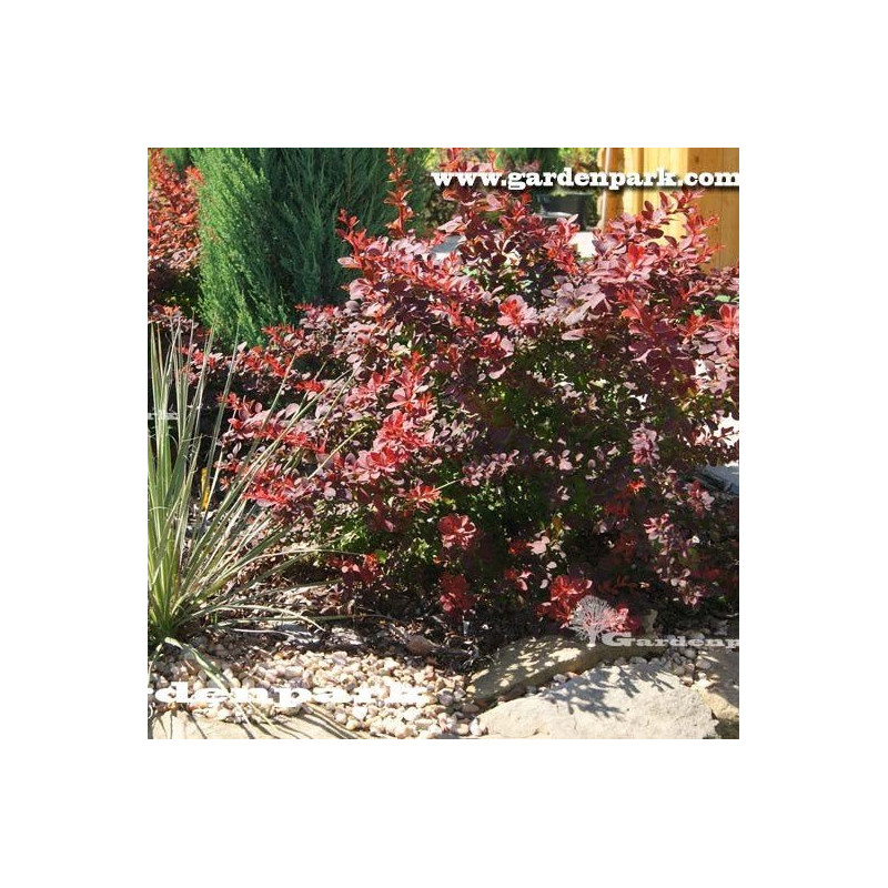 berberys czerwony cena