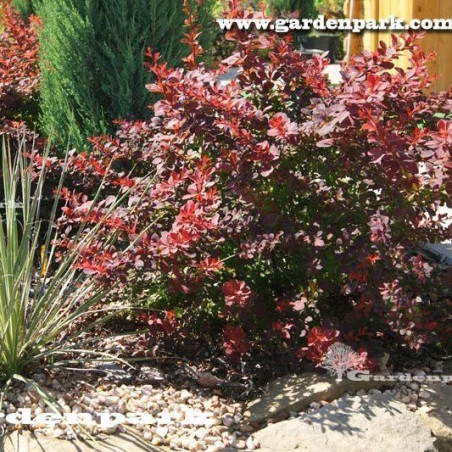 berberys czerwony cena