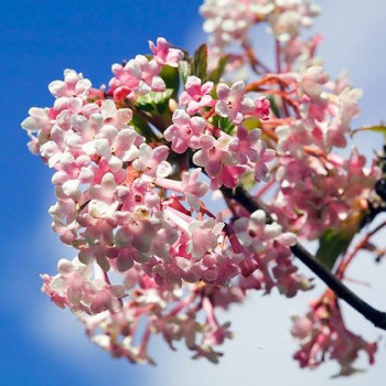 Kalina bodnantska "Charles Lamont"