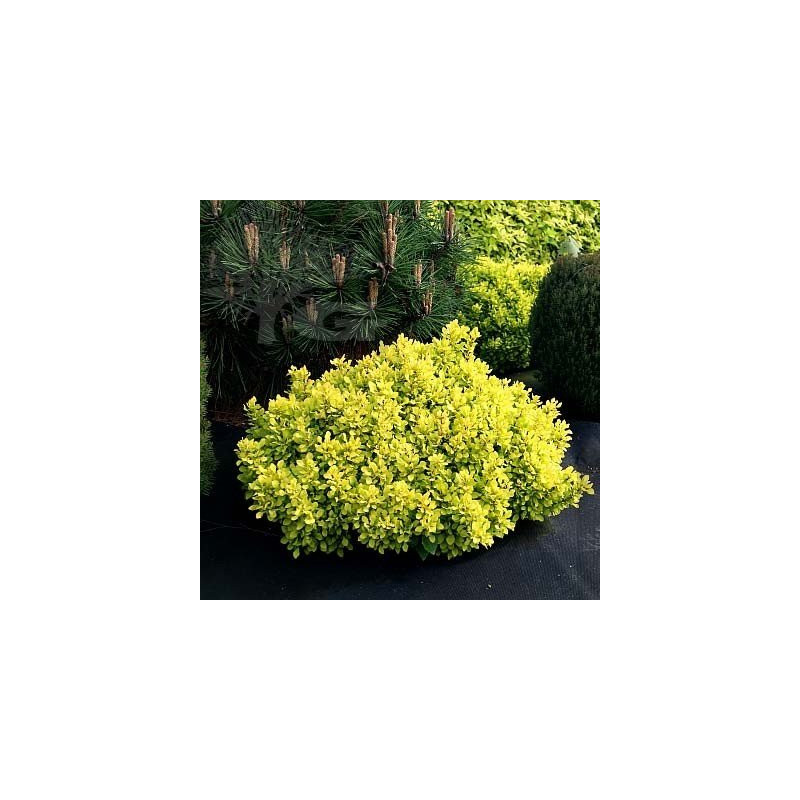 berberys niski sklep