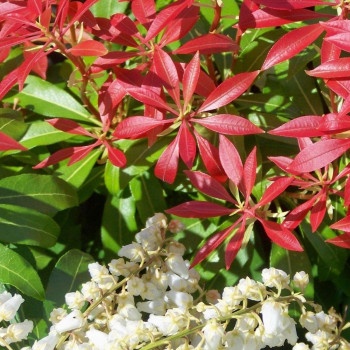 Pieris Japoński  "Forest Flame"
