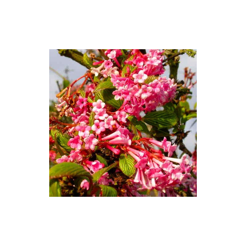 Kalina Bodnanteńska Dawn